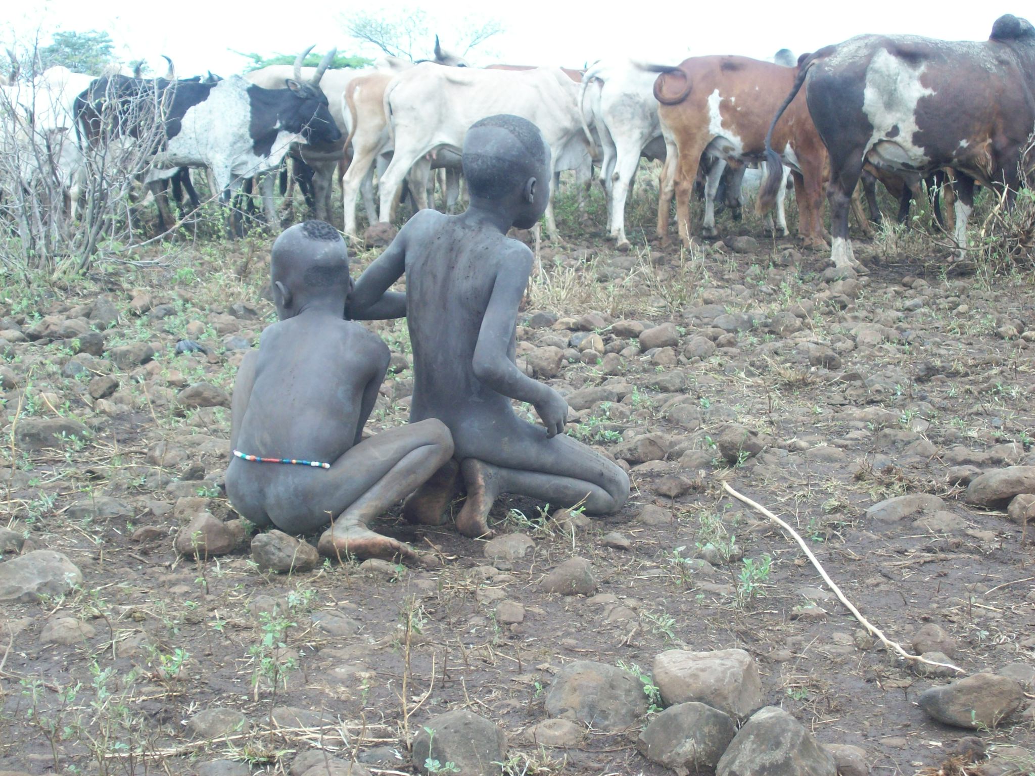 Applying mud before going out with the cattle