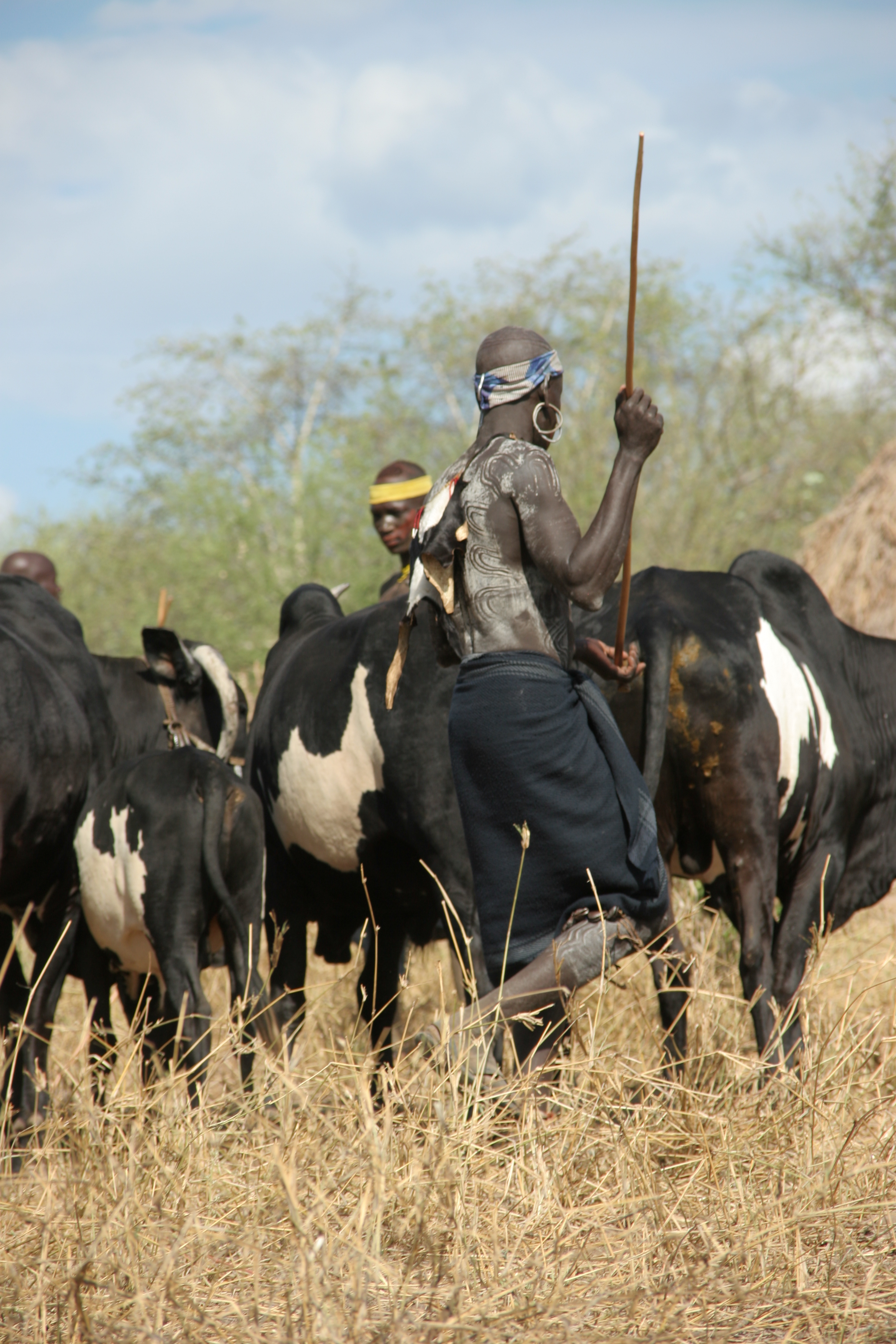 Black and white body and cattle