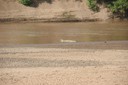 Crocodile cooling down in Omo waters