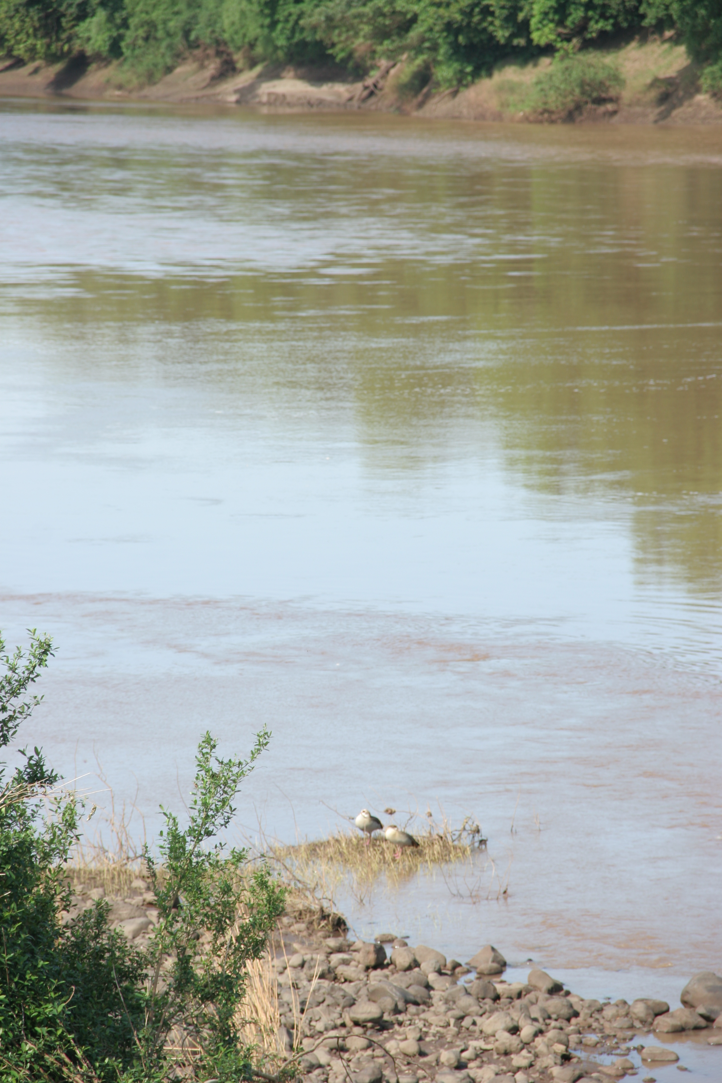 Omo River Birds