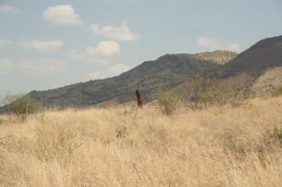 Termite mounds