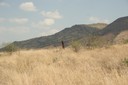 Termite mounds