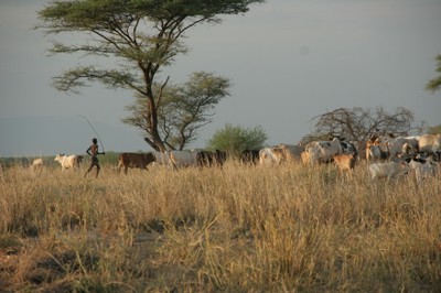 Herding cattle