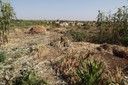 Harvest Time in Floodplain.JPG