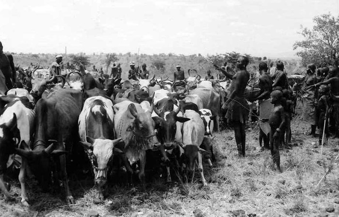 Blessing the herds