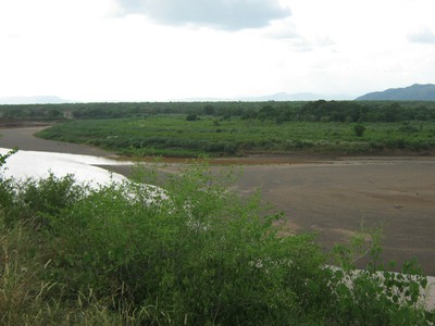 Overgrown cultivation area at Alaka, December 2009