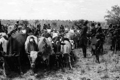 Komor-a-kora blessing the herds