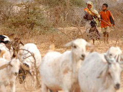 Meeting of pastoralists in South Omo Zone planned for 8-12 November