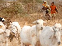 Meeting of pastoralists in South Omo Zone planned for 8-12 November